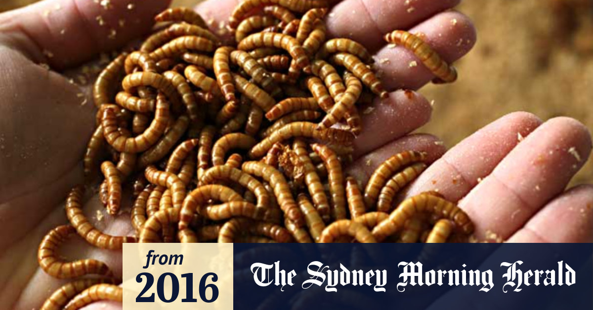 what happens if you eat a bug in food